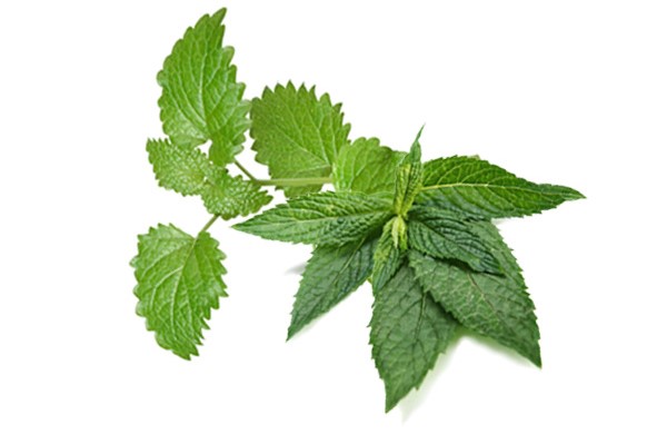 Sensitive-herb_1